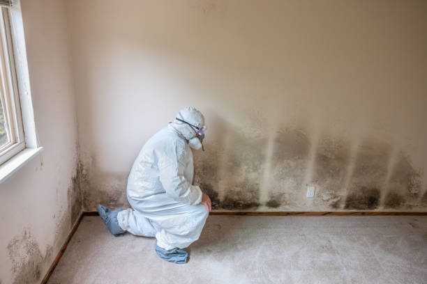 Professional Mold Inspection, Removal & Remediation in Caddo Mills, TX